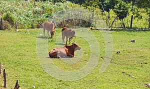 Vietnamese cows on the fields