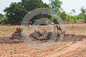 Vietnamese cows graze at countryside