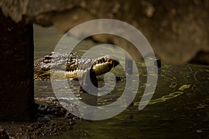 Vietnamese crocodile