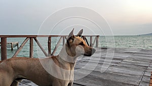 A Vietnamese dog on a wooden pier is waiting for its owner, looking into the distance against the backdrop of the sea