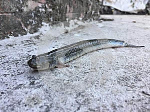 The Vietnamese elongate mudskipper, Pseudapocryptes elongatus photo