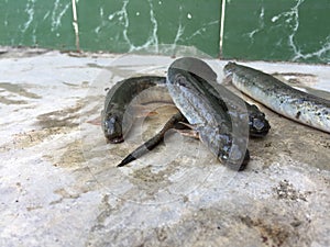 The Vietnamese elongate mudskipper, Pseudapocryptes elongatus