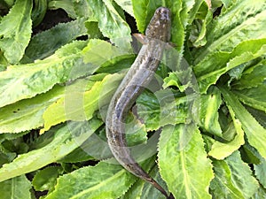 The Vietnamese elongate mudskipper, Pseudapocryptes elongatus
