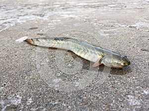 The Vietnamese elongate mudskipper, Pseudapocryptes elongatus