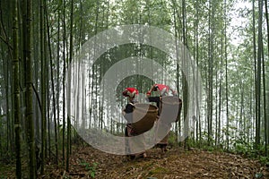 Vietnamese ethnic minority Red Dao women in traditional dress and basket on back in misty bamboo forest in Lao Cai, Vietnam