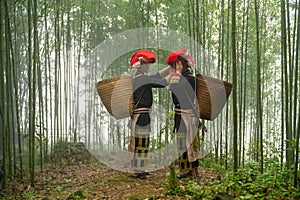 Vietnamese ethnic minority Red Dao women in traditional dress and basket on back in misty bamboo forest in Lao Cai, Vietnam