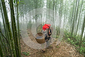 Vietnamese ethnic minority Red Dao women in traditional dress and basket on back in misty bamboo forest in Lao Cai, Vietnam