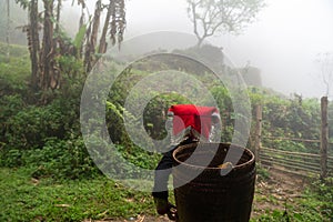 Vietnamese ethnic minority Red Dao women in traditional dress and basket on back in misty bamboo forest in Lao Cai, Vietnam