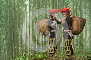 Vietnamese ethnic minority Red Dao women in traditional dress and basket on back in misty bamboo forest in Lao Cai, Vietnam