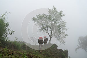 Vietnamese ethnic minority Red Dao women in traditional dress and basket on back with a tree in misty forest in Lao Cai, Vietnam