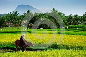 Vietnamese farmer