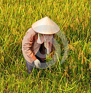 Vietnamese farmer harvesting rice on field