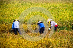 Vietnamese farmer harvesting rice on field