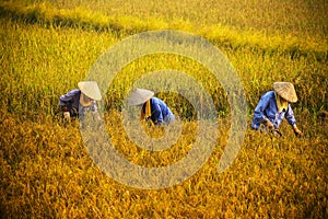 Vietnamese farmer harvesting rice on field