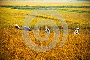 Vietnamese farmer harvesting rice on field