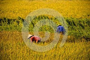 Vietnamese farmer harvesting rice on field