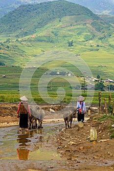 Vietnamese farmer and livestock or buffalo