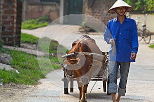 Vietnamese Farmer with Water Buffalo