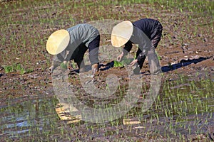 Vietnamese farmers labour and toil in the rice fields