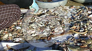 Vietnamese fishermen sorts catch seafood