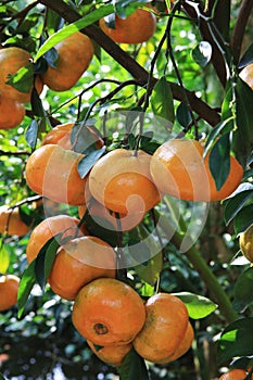 Vietnamese fruits: tangerine garden of Lai Vung district, Dong Thap province, Vietnam photo