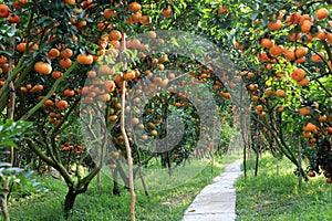 Vietnamese fruits: tangerine pink garden of Lai Vung district, Dong Thap province, Vietnam photo