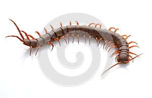 Vietnamese Giant Centipede