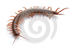 Vietnamese Giant Centipede