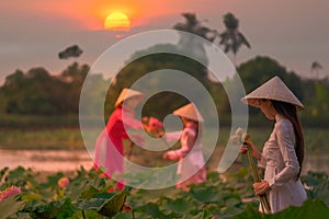 Vietnamese girl collects lotus flowers at sunset