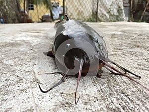Vietnamese gray eel-catfish, Plotosus canius