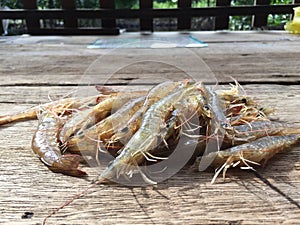 The Vietnamese greasyback shrimp or sand shrimp, Metapenaeus ensis