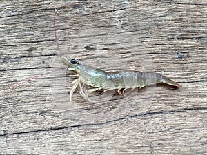 The Vietnamese greasyback shrimp or sand shrimp, Metapenaeus ensis
