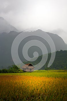 Vietnamese Hut in Field