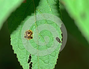 Vietnamese leaf beetle