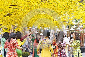 Vietnamese lunar new year. Women wear Vietnam tradition ao dai to take pictures on street with yellow flower apricot in Tet