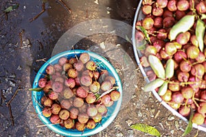 Vietnamese lychee or litchi - Vietnam`s specialty tropical fruit is exported to many countries photo