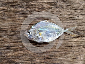 The Vietnamese marine white fish