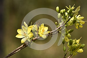 Vietnamese Mickey Mouse Plant. Mai flower,Ochna integerrima Lour. Merr