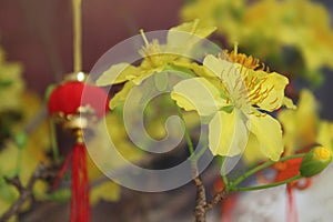 Vietnamese Mickey Mouse Plant, Ochna integerrima,Ochnnaceae, flower with blurred the lanterns Chinese New Year