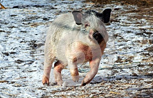 Vietnamese mini-pig