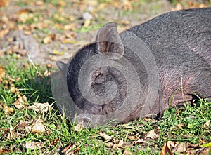 Vietnamese mini pig sleeps