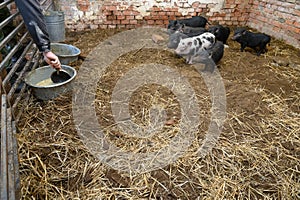 Vietnamese mini pigs get food into their feeding bowls in pig sty