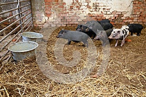 Vietnamese mini pigs ready to eat from feeding bowls in pig sty
