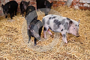 Vietnamese mini pigs stay on straw in pig sty