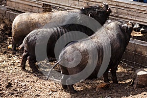 Vietnamese minipigs
