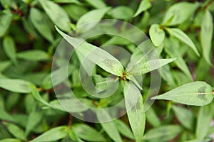 Vietnamese mint in the garden - Vietnamese Coriander herb and vegetable