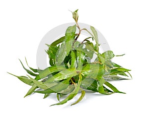 Vietnamese mint isolated on white background