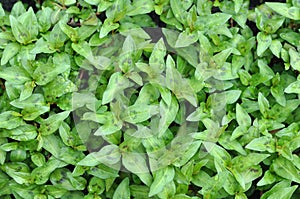 Vietnamese mint