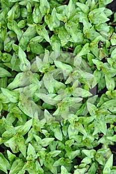 Vietnamese mint