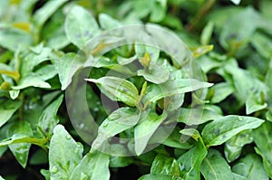 Vietnamese mint trees